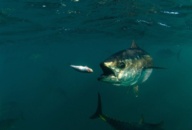 bluefin-tuna-feeding